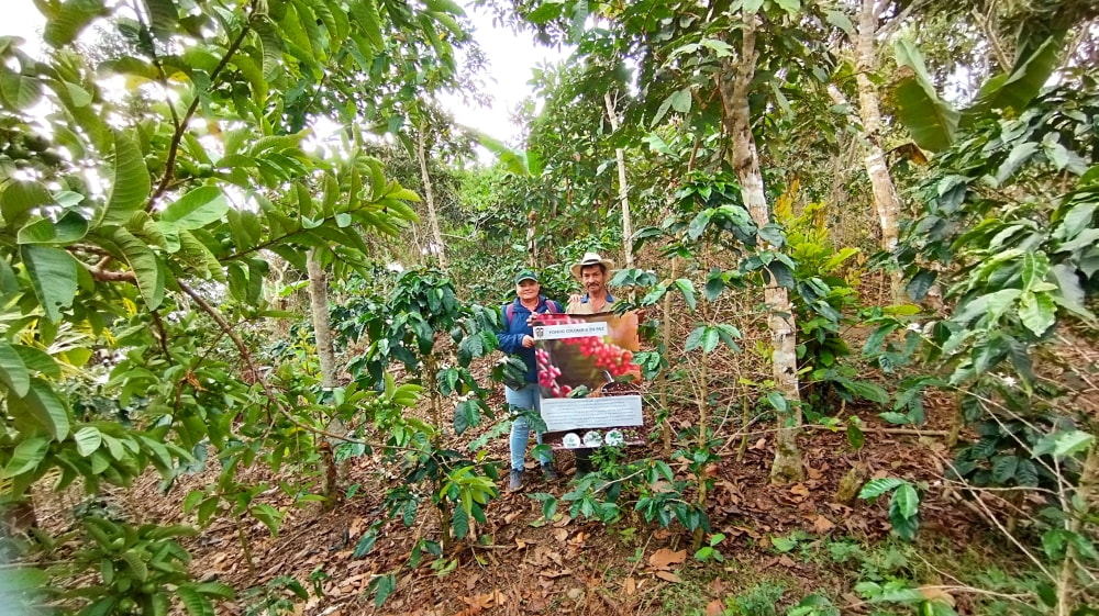 Galería de Imágenes, La Honda